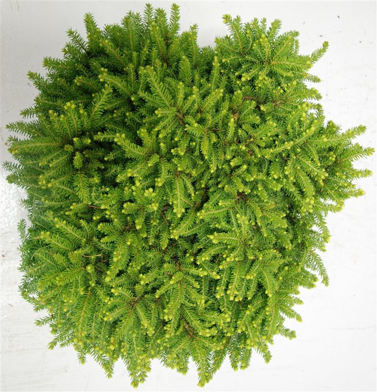 Picea a. 'Little Gem' - C12 40-50 CM